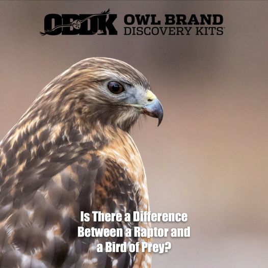 Is There a Difference Between a Raptor and a Bird of Prey?