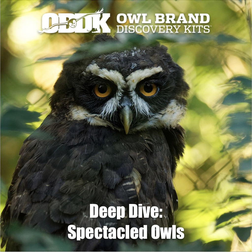 Deep Dive: Spectacled Owls