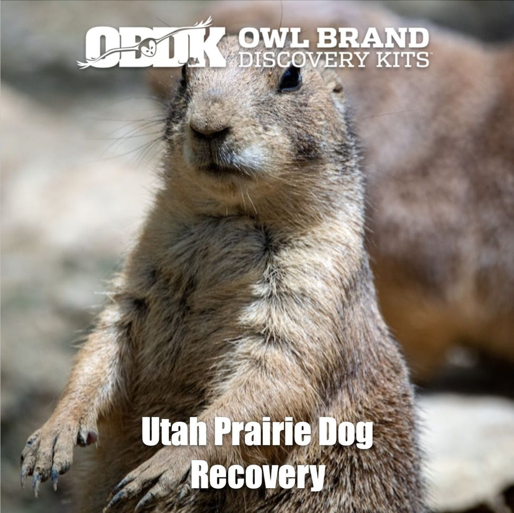 Utah Prairie Dog Recovery