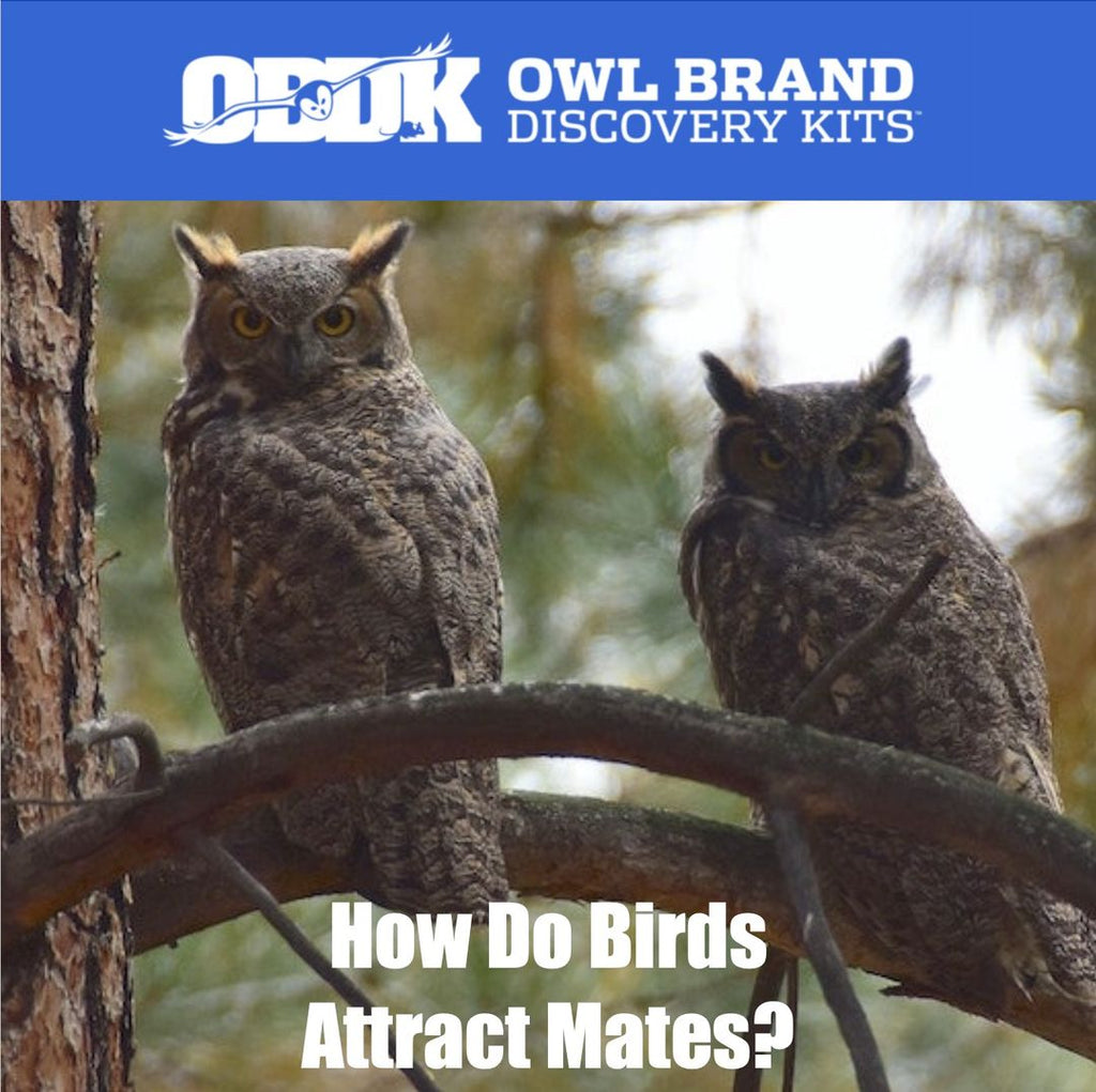 How Do Birds Attract Mates?