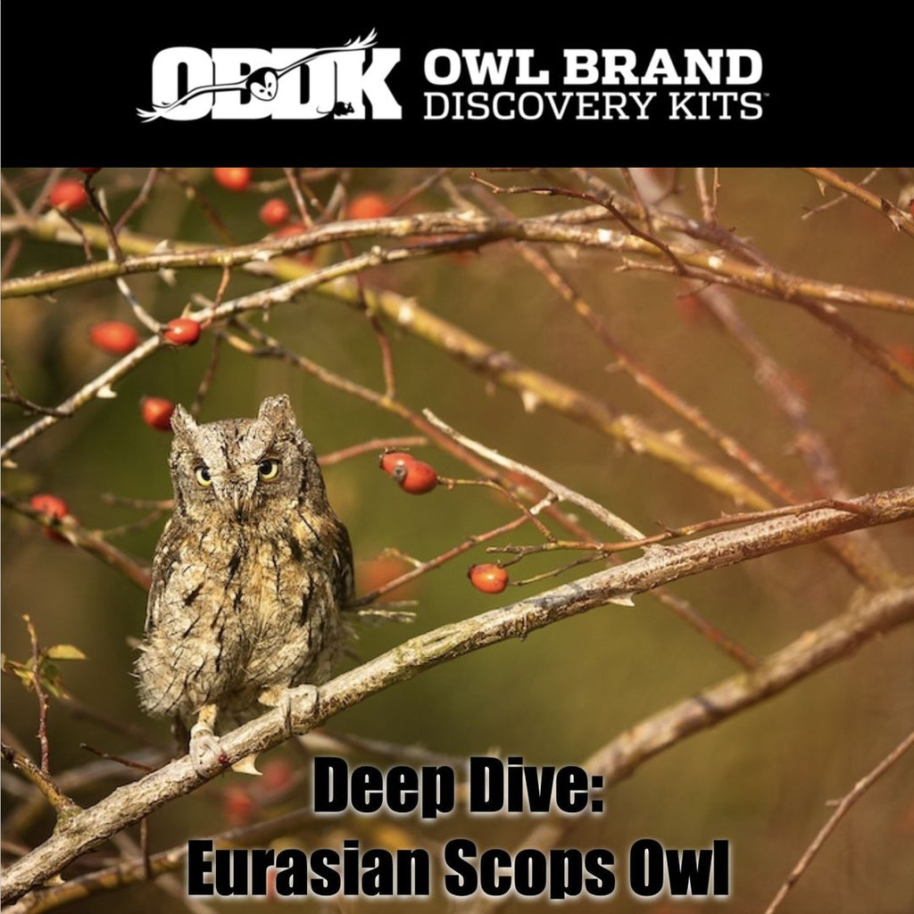Deep Dive: Eurasian Scops Owl