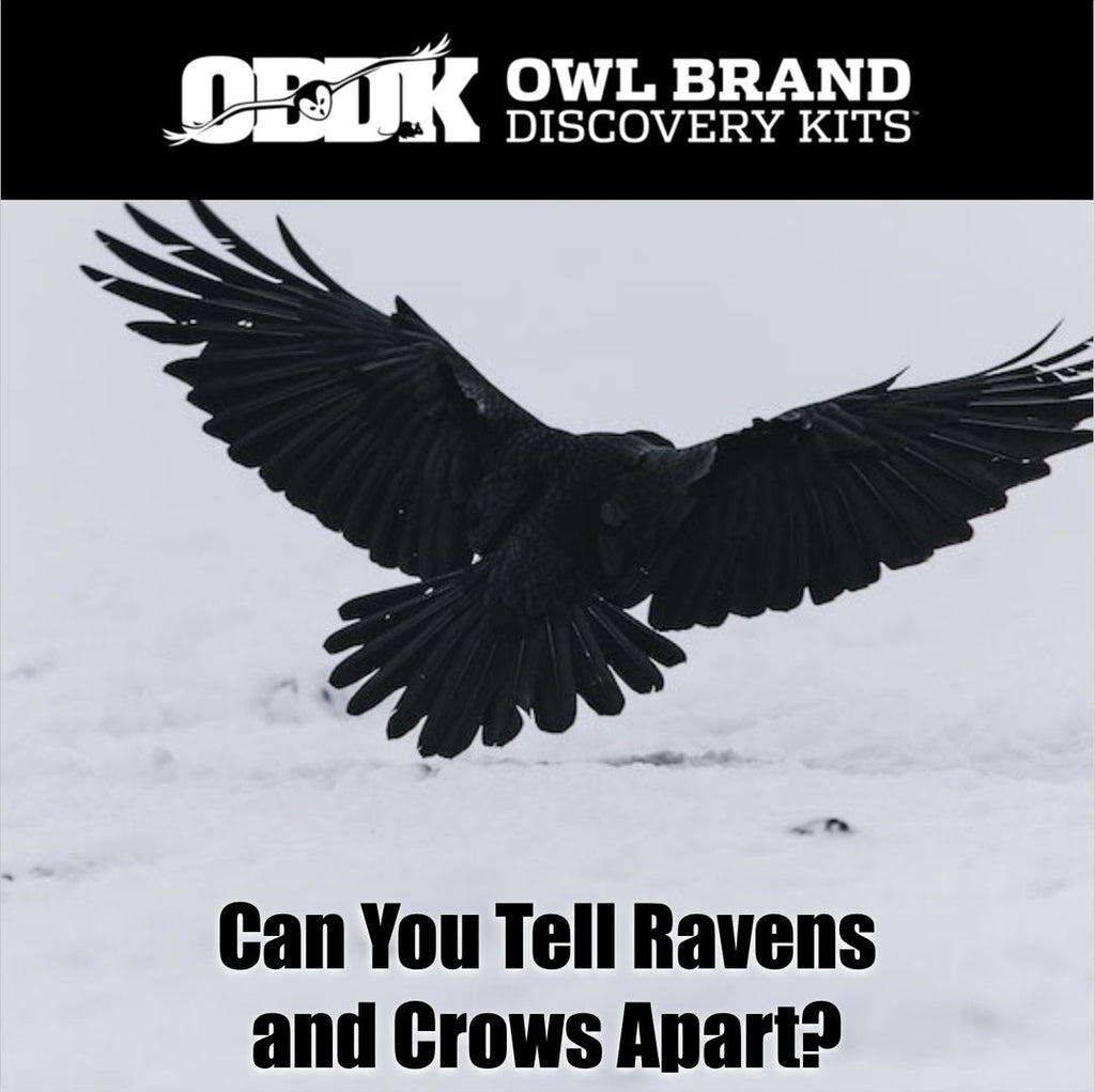 Can You Tell Ravens & Crows Apart?