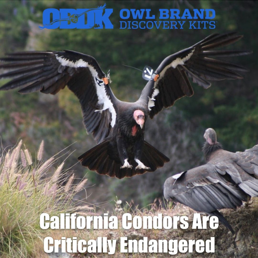 California Condors Are Critically Endangered, Part 1