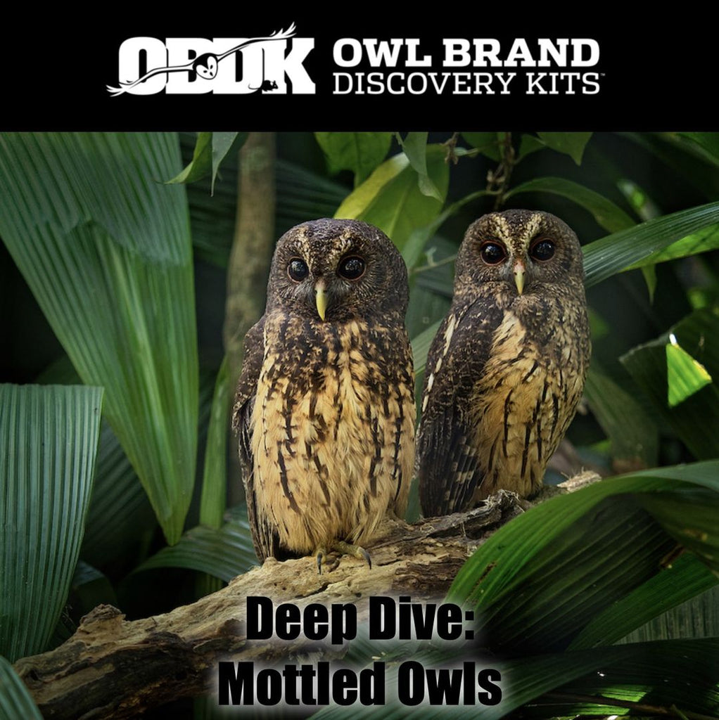 Deep Dive - The Mottled Owl