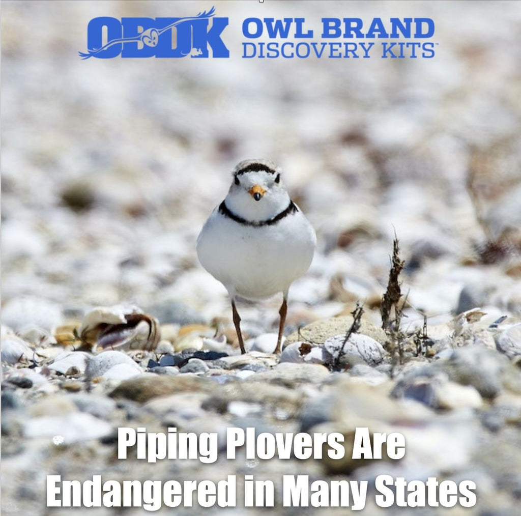 Piping Plovers Are Endangered in Many States