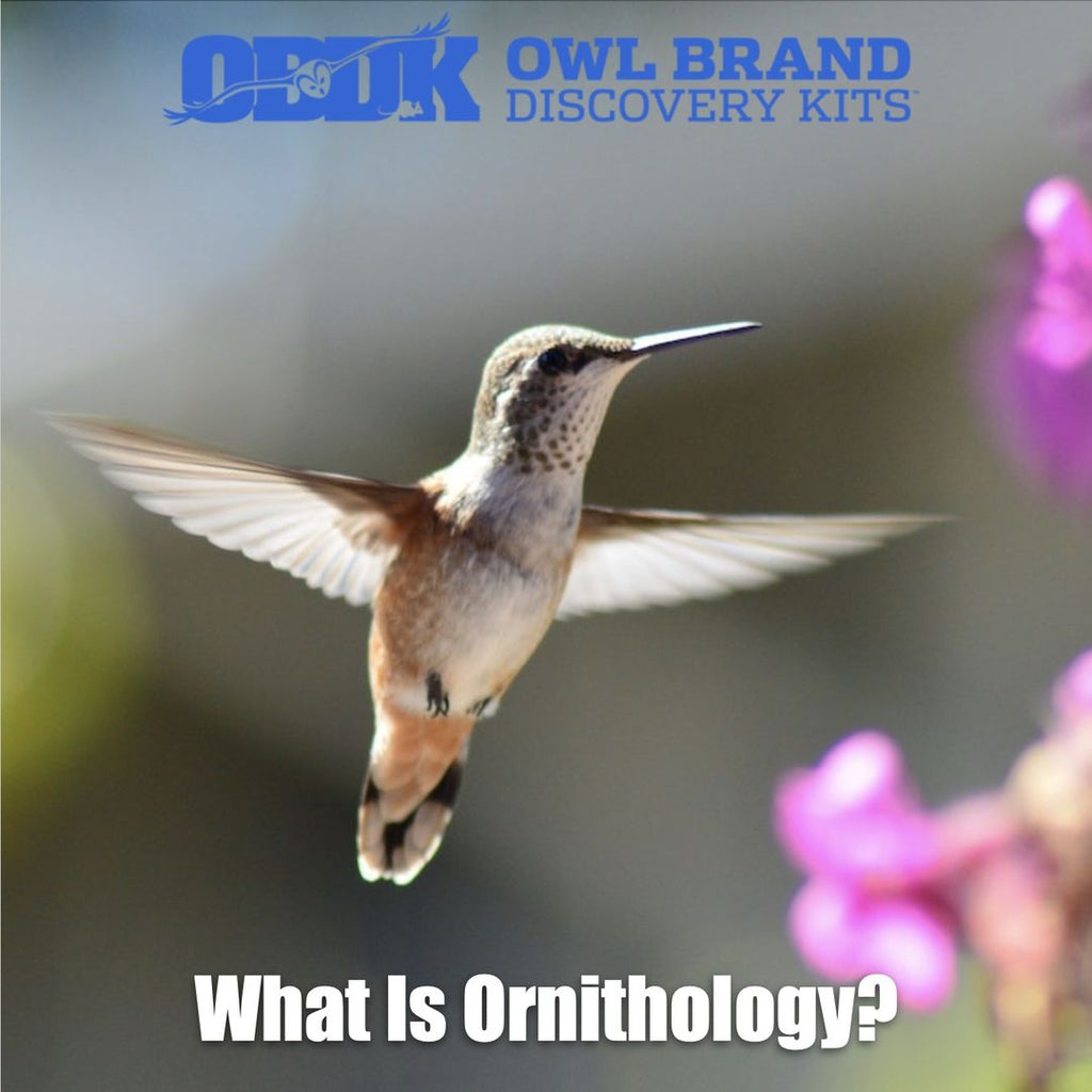 What is Ornithology?