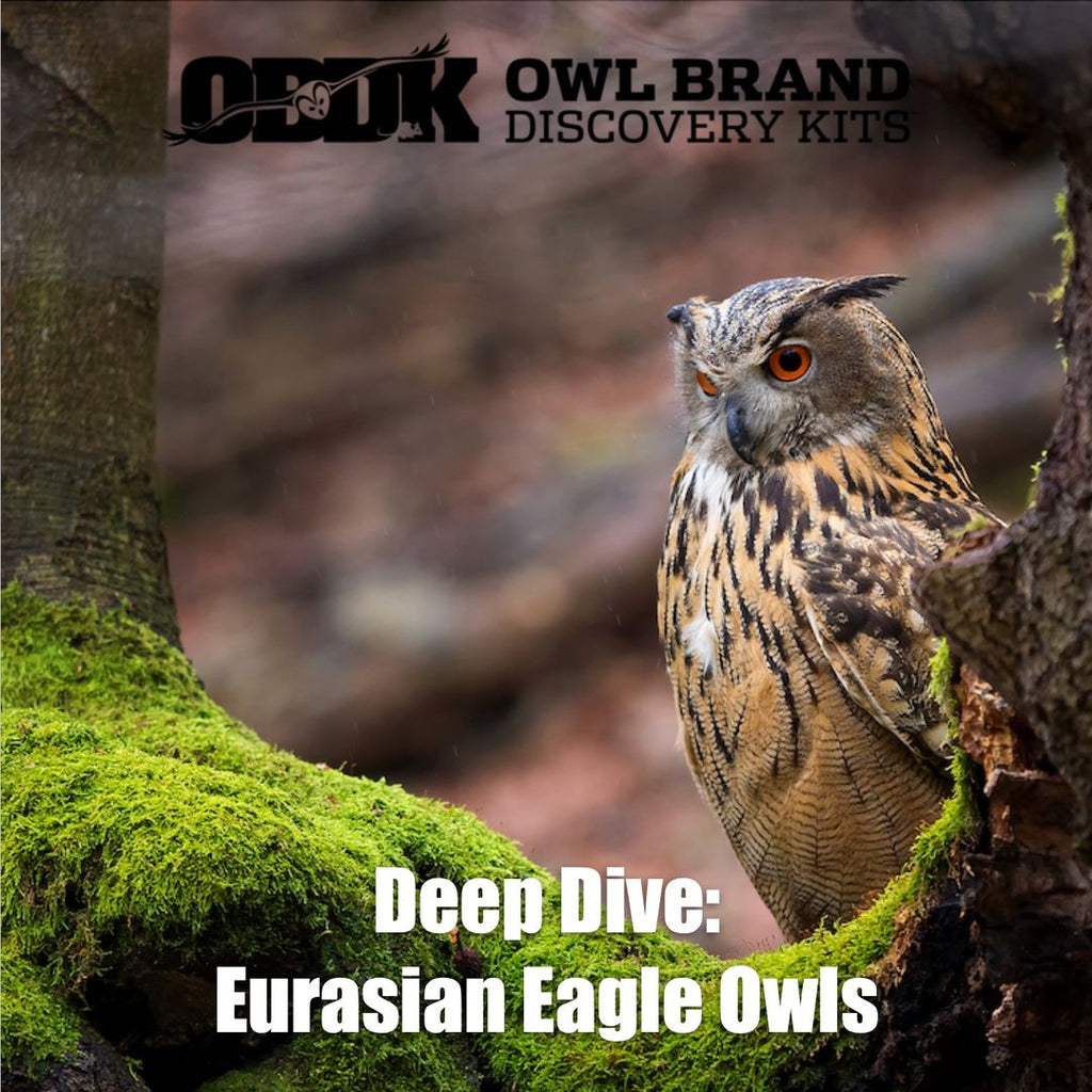 Deep Dive - Eurasian Eagle Owl