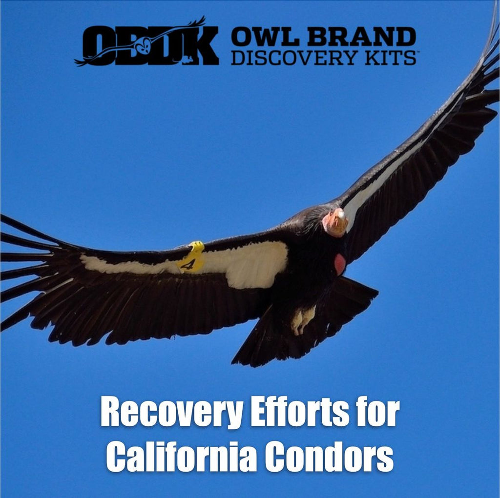Recovery Efforts for California Condors, Part 2