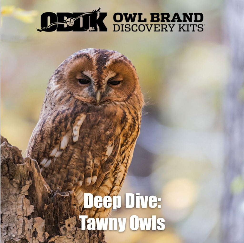 Deep Dive - Tawny Owls