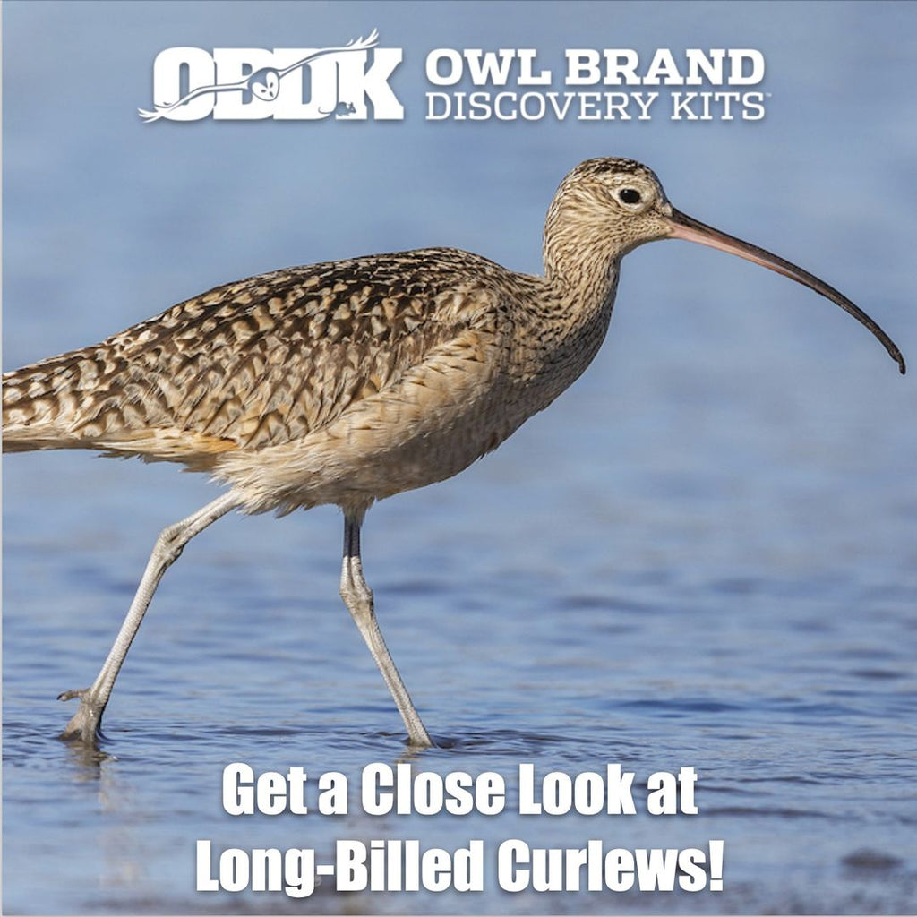 Get a Close Look at the Long-Billed Curlew!