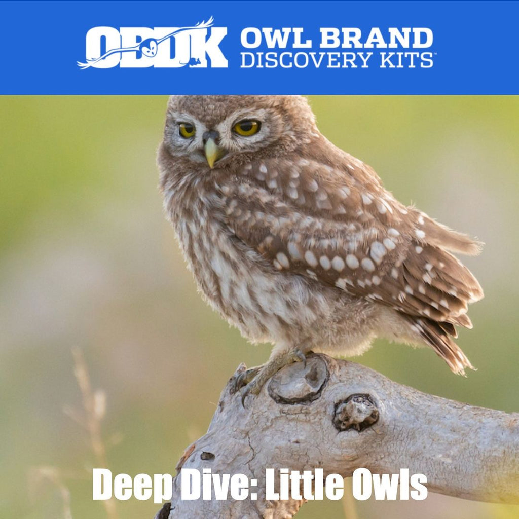 Owl Brand Deep Dive - Little Owl