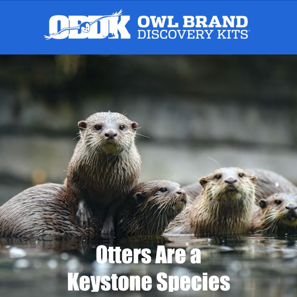 Otters Are A Keystone Species