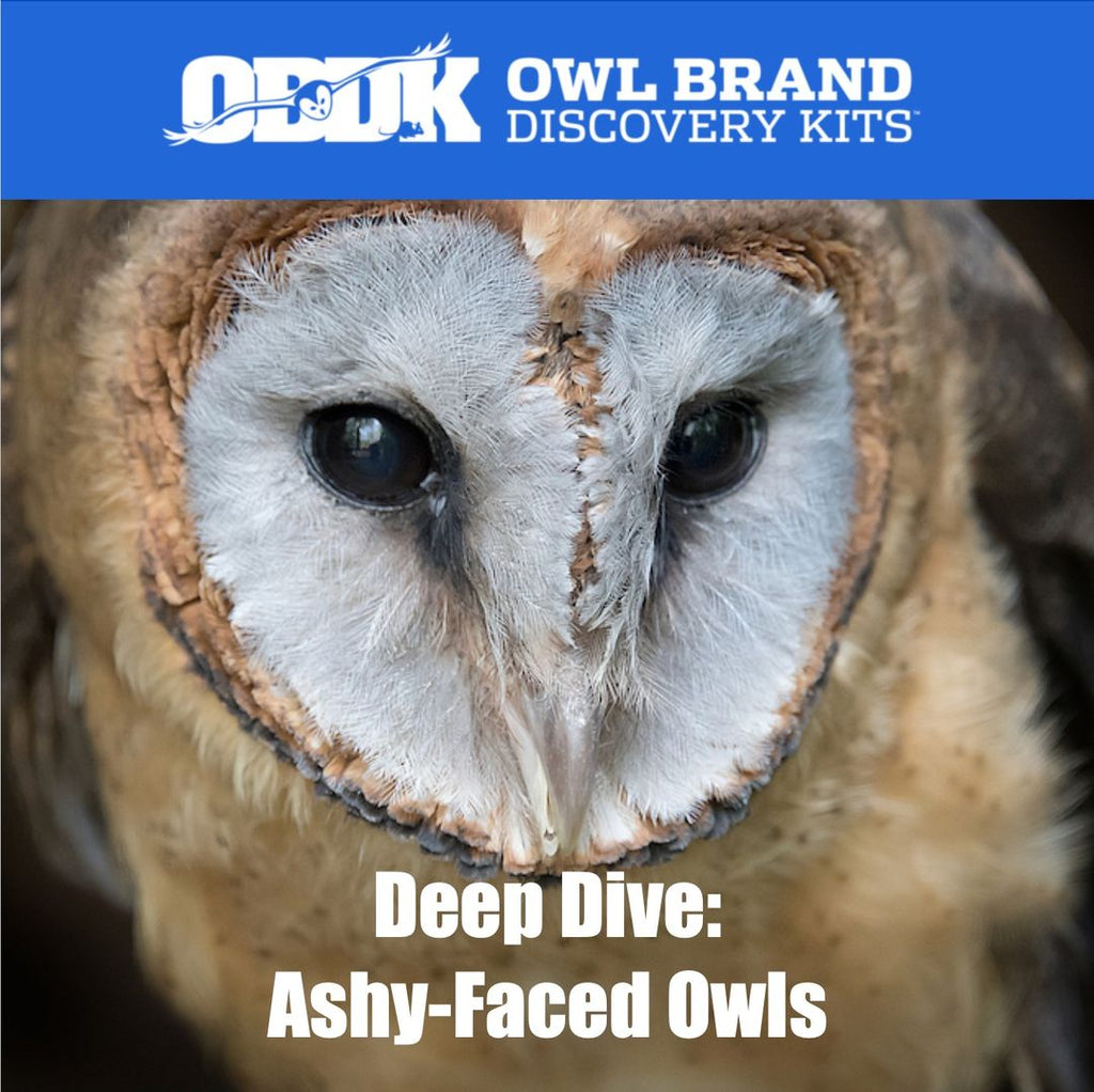 Deep Dive: Ashy-Faced Owls