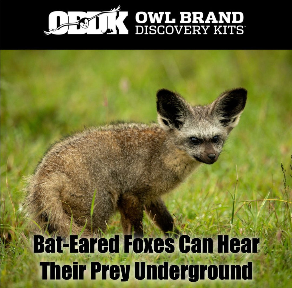 Check Out Bat-eared Foxes!