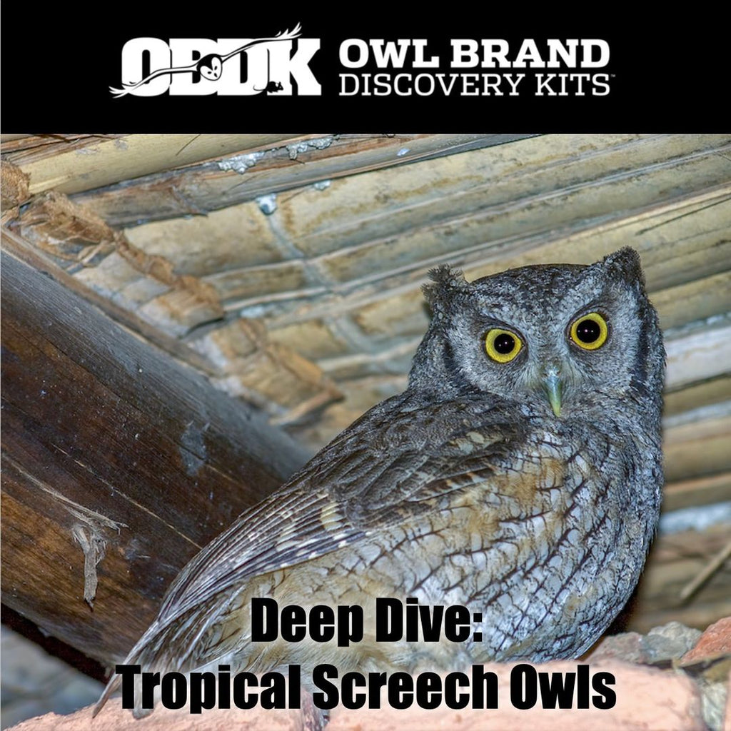 Deep Dive: Tropical Screech Owls