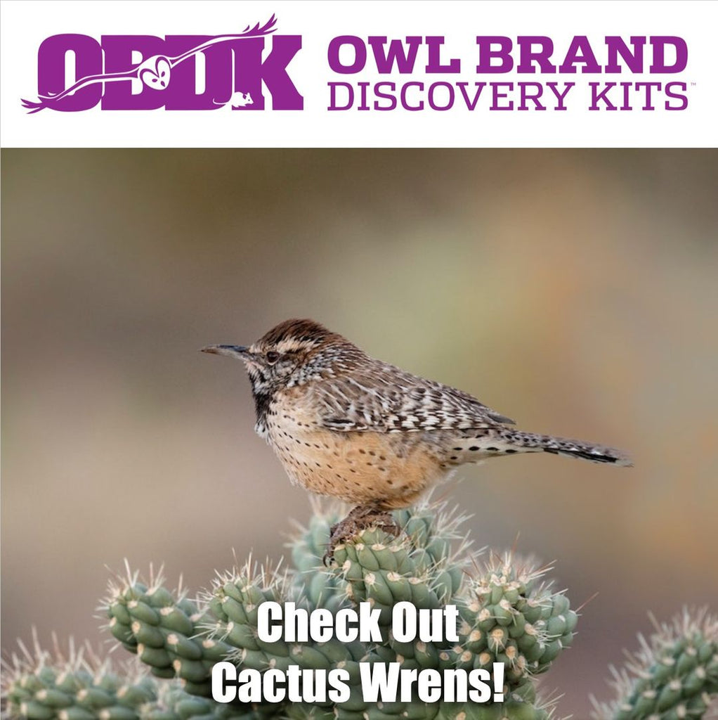 Check Out Cactus Wrens!