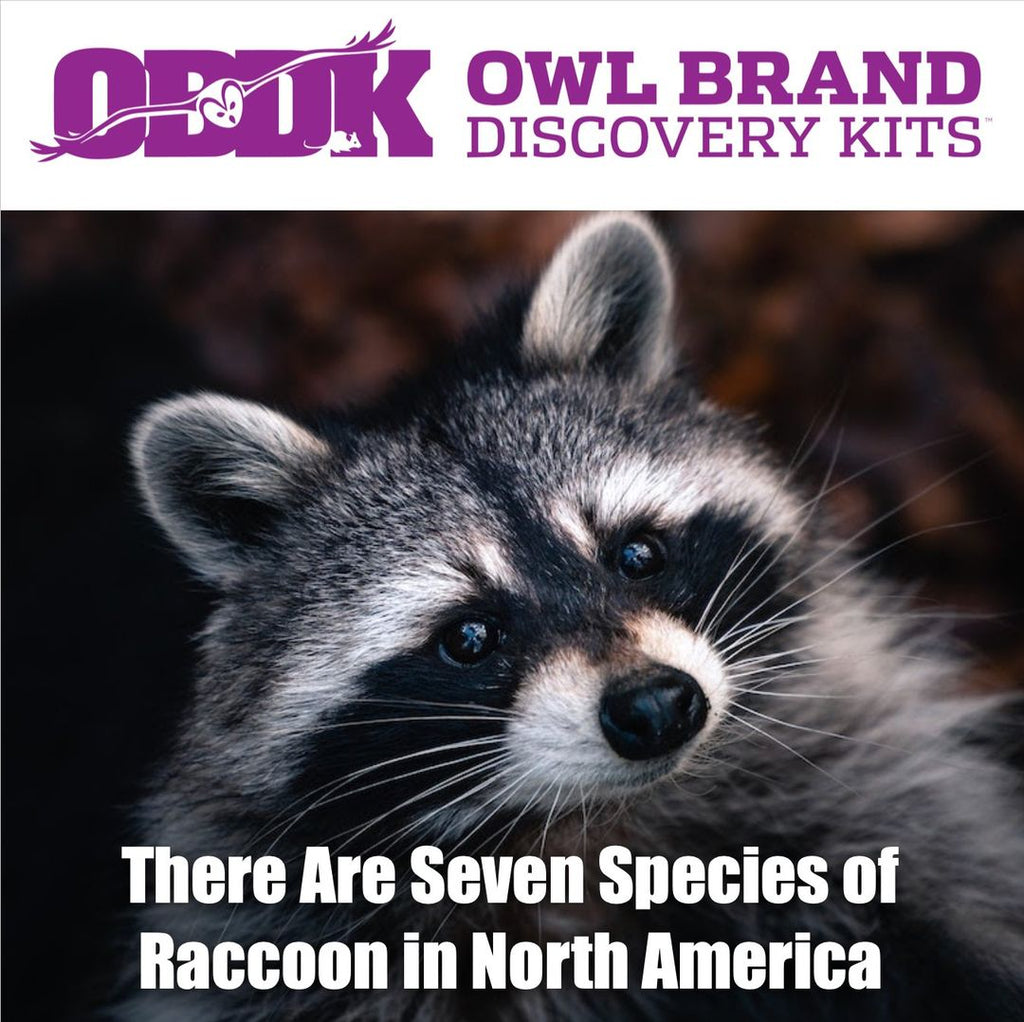 There Are Seven Species of Raccoon in North America