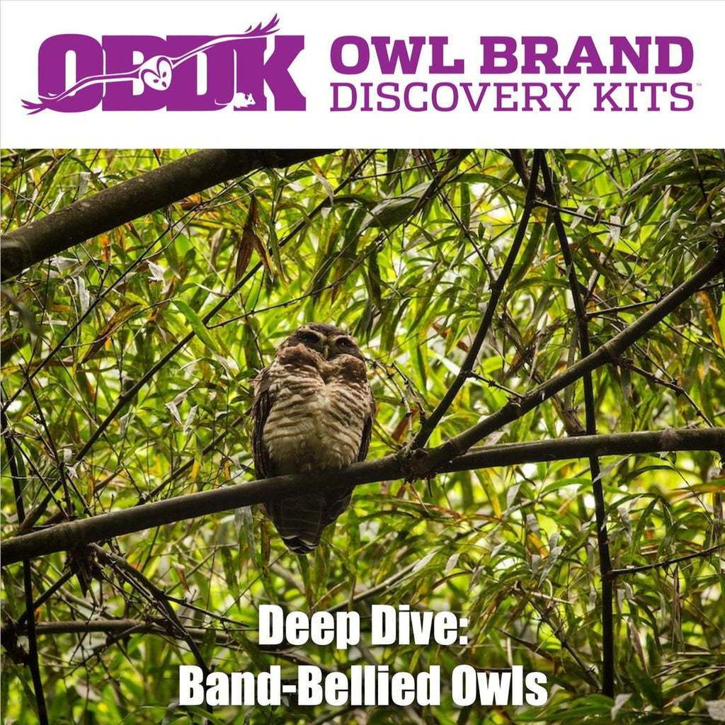 Deep Dive: Band-bellied Owls