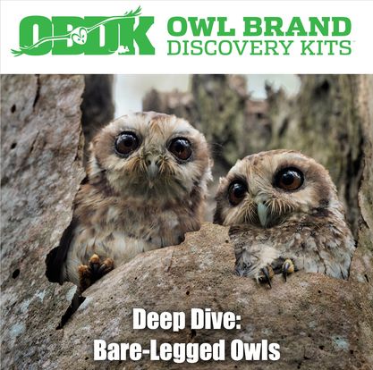 Deep Dive: Bare-Legged Owls
