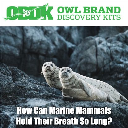 Why Can Marine Mammals Hold Their Breath So Long?