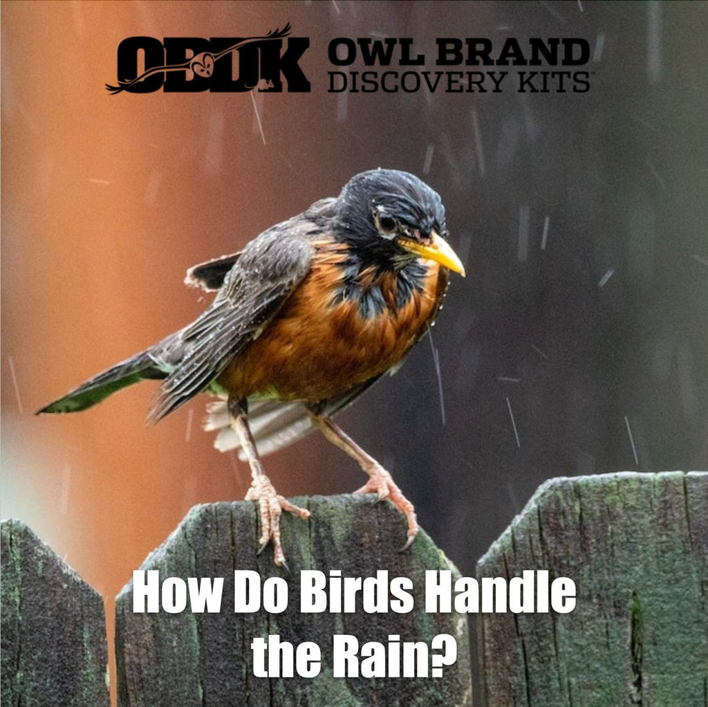 How Do Birds Handle The Rain?