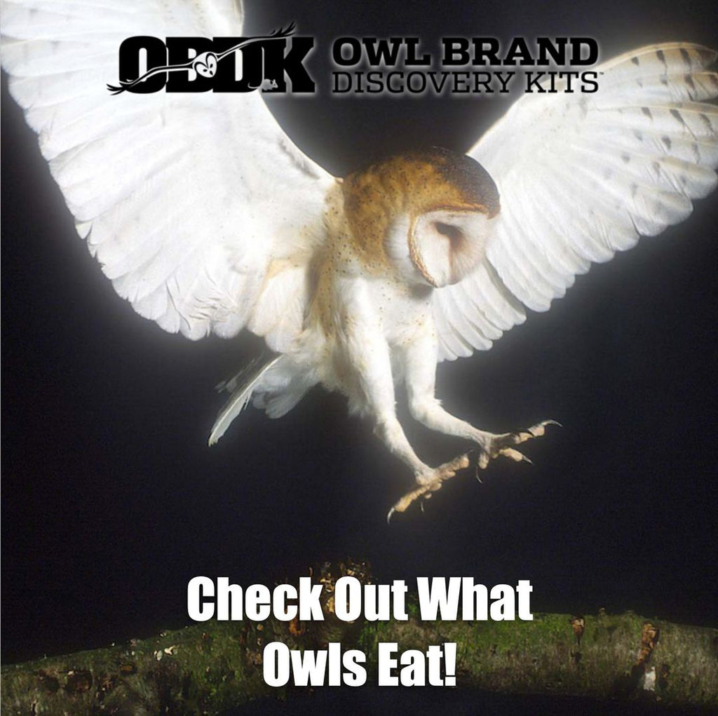 Check Out What Owls Eat!