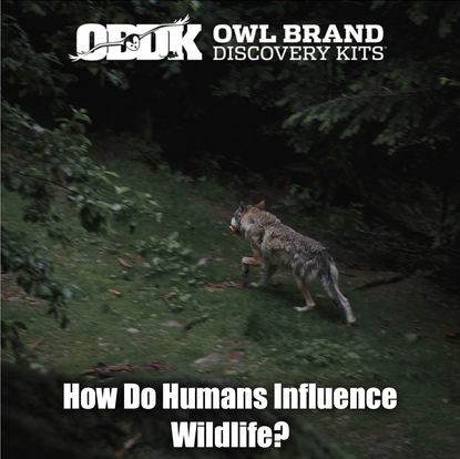 How Do Humans Influence Wildlife?