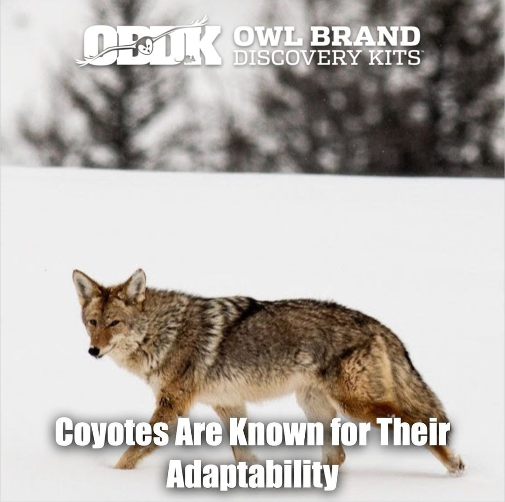 Coyotes Are Known For Their Adaptability