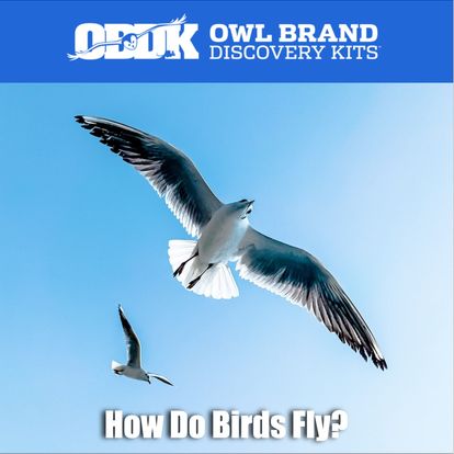 How Do Birds Fly?