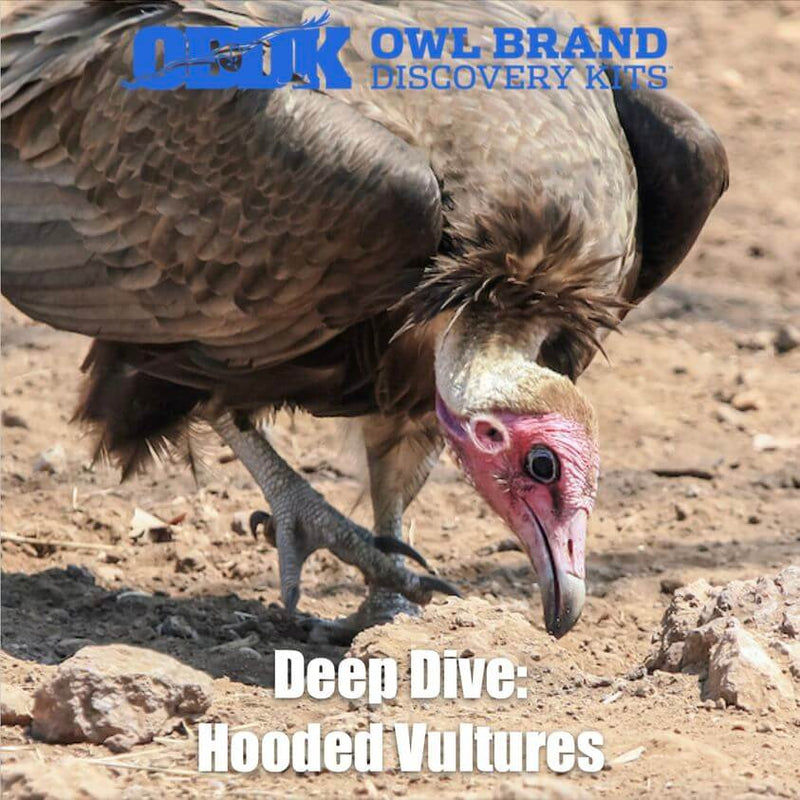 Deep Dive: Hooded Vultures