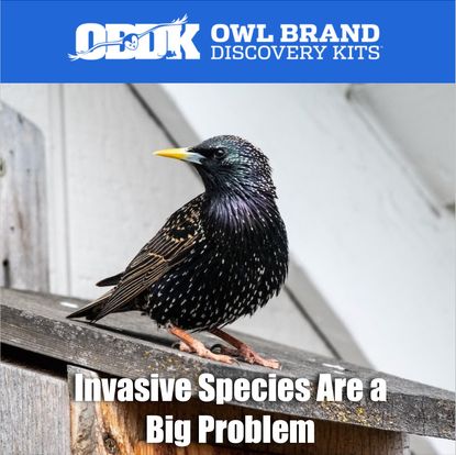 Invasive Species Are A Big Problem
