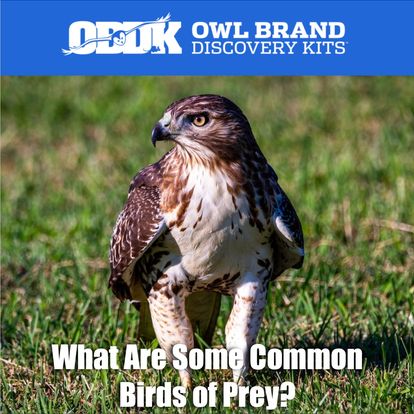 What's The Most Common Bird Of Prey In The US?