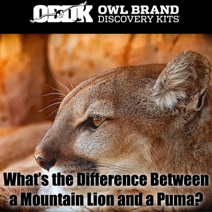 Mountain Lion vs. Puma: What's The Difference?