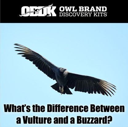 What's The Difference Between Vultures And Buzzards?