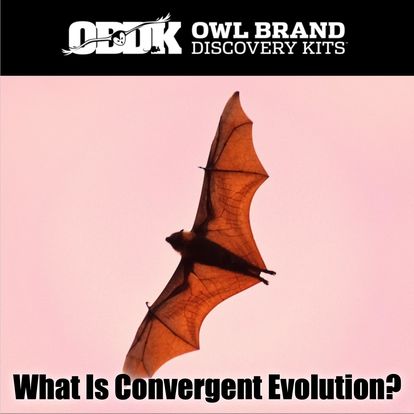 What Is Convergent Evolution?