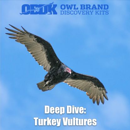 Deep Dive: Turkey Vultures