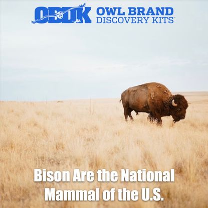 Bison Are the National Mammal of the United States