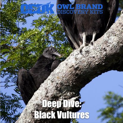 Deep Dive: Black Vultures