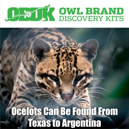 Ocelots Can Be Found From Texas To Argentina