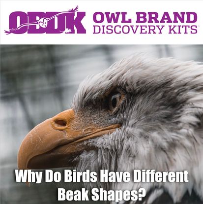 Why Do Birds Have Different Beak Shapes?