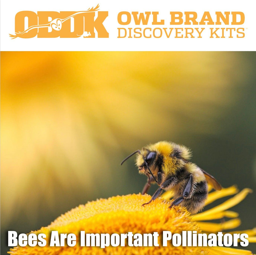 Bees are Important Pollinators