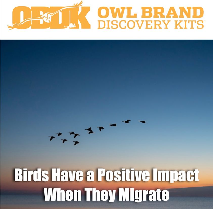 Birds Have a Positive Impact When They Migrate