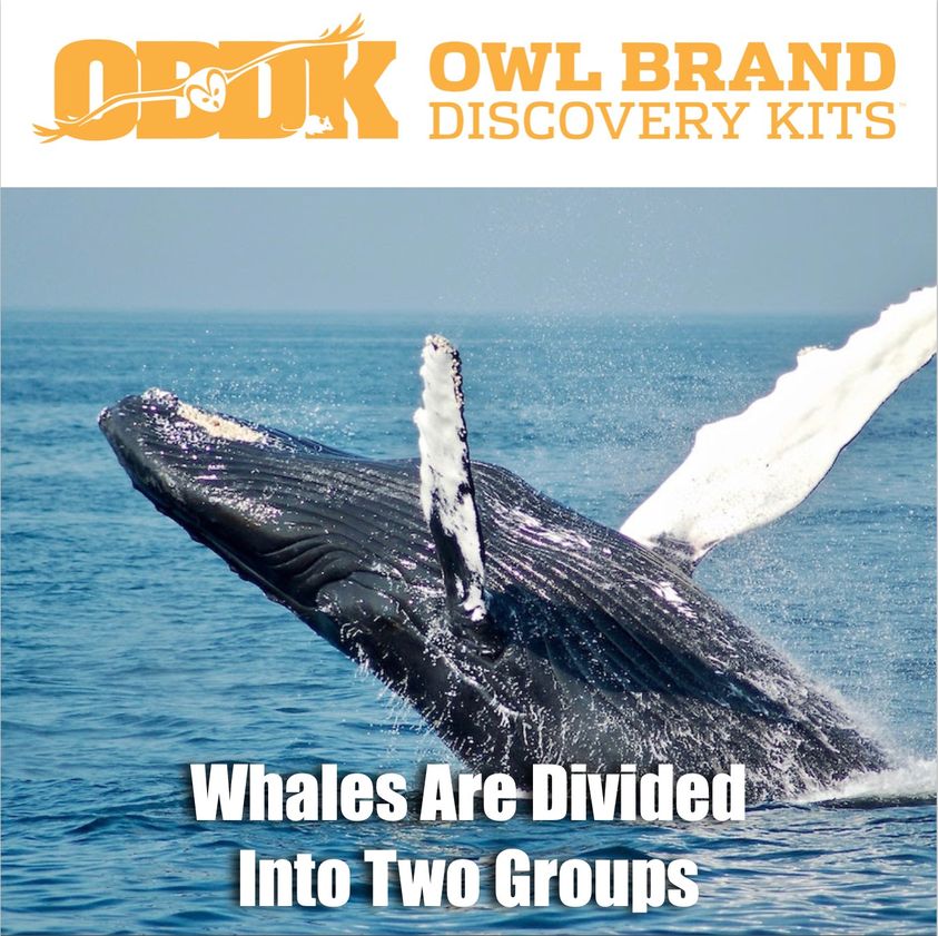 Whales Are Divided Into Two Groups