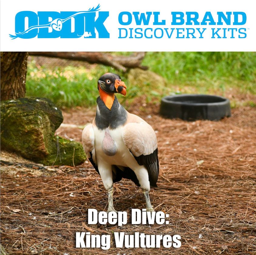 Deep Dive: King Vultures