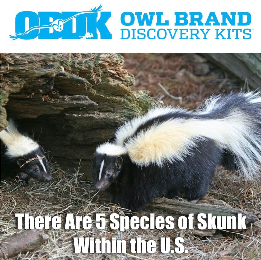 There Are 5 Species of Skunks in the U.S.