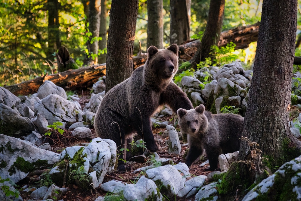 What's the first thing bears do after emerging from their dens?
