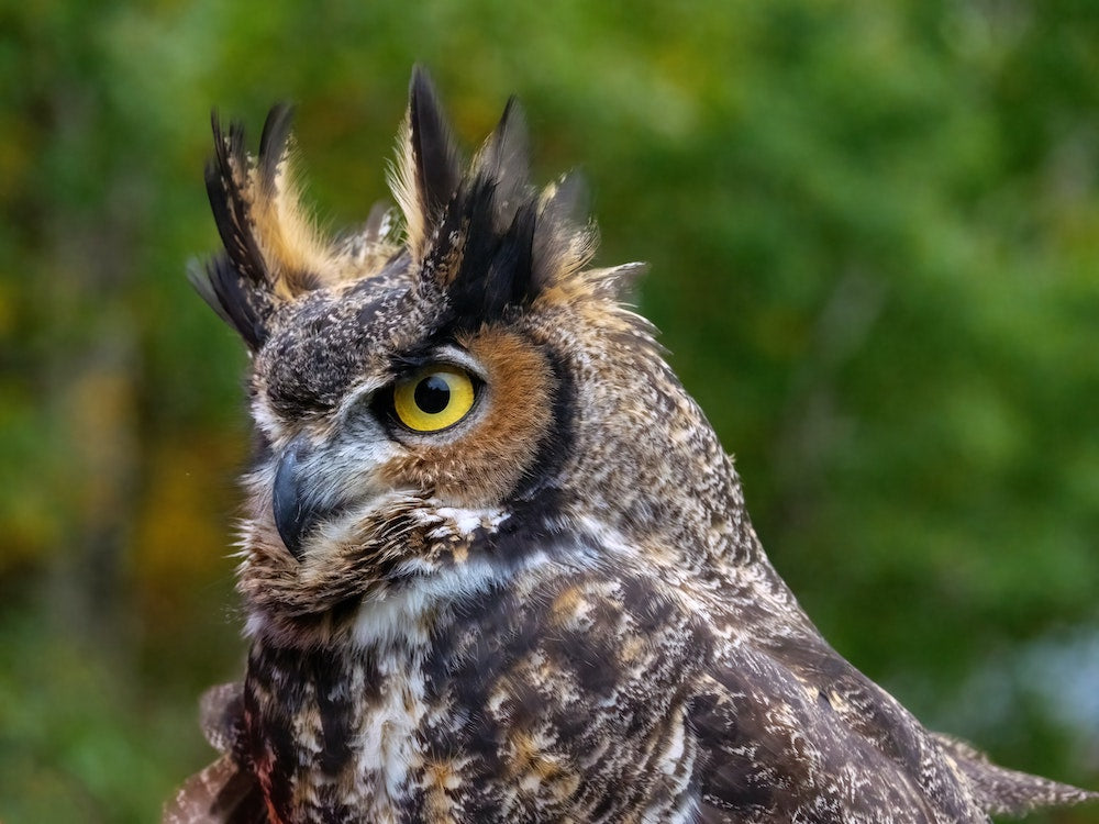 Deep Dive: Great Horned Owls