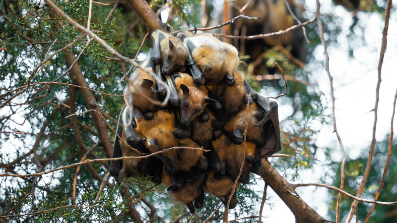 Baby Bats in Spring: Inside a Maternity Roost