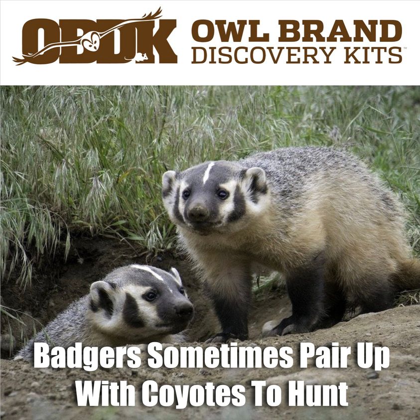 Badgers Sometimes Pair Up with Coyotes to Hunt