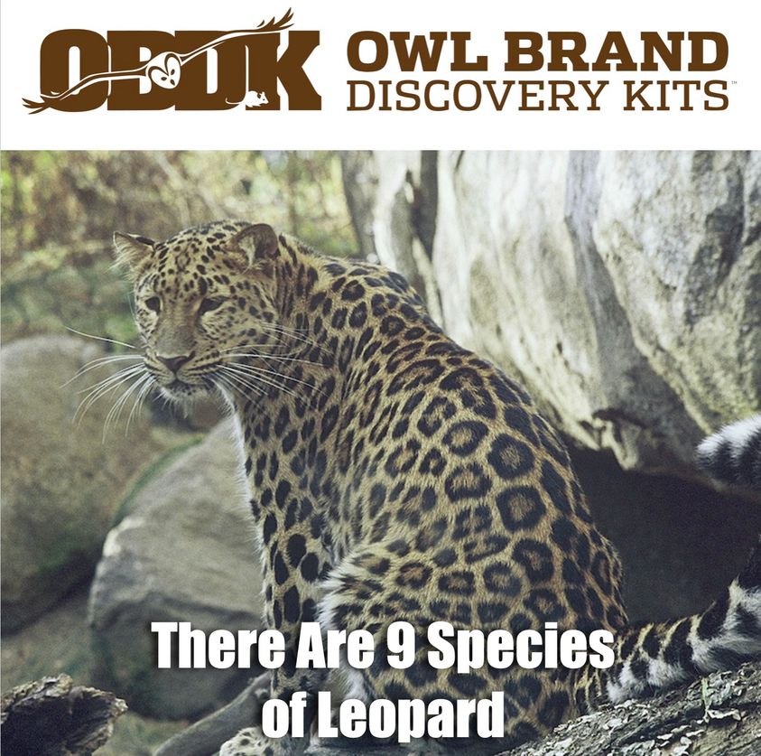 There Are 9 Species of Leopard